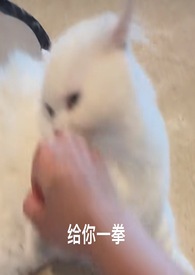 喵喵1v4和平精英技巧